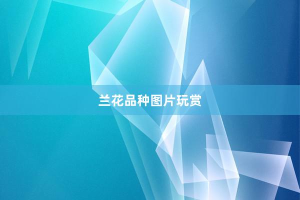 兰花品种图片玩赏